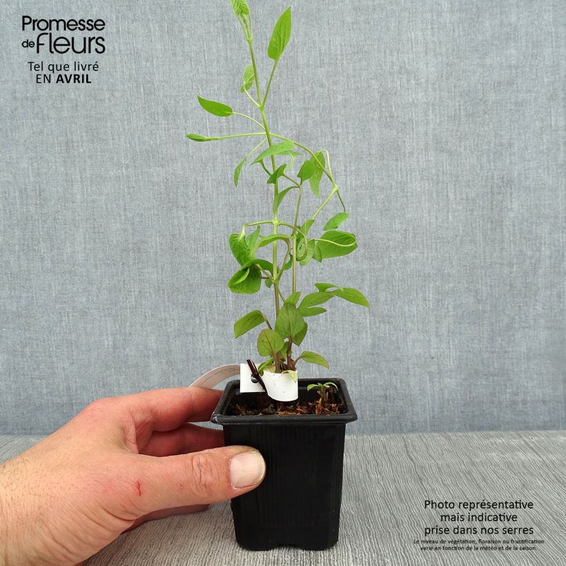Clematis Saphyra Estrella Maceta de 8/9 cm Ejemplar entregado en la primavera
