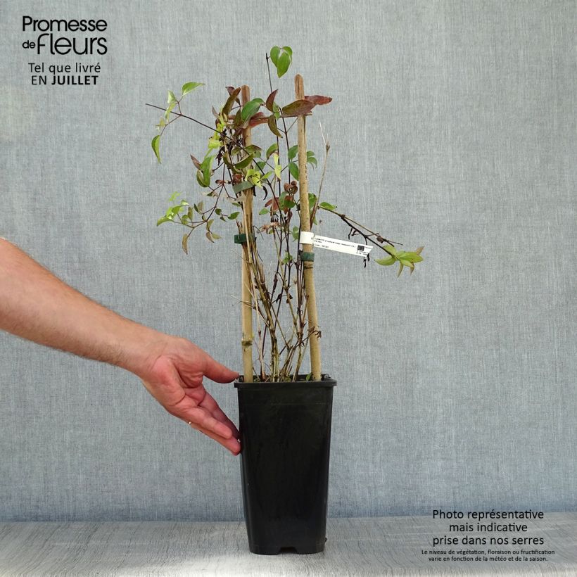 Ejemplar de Clematis Saphyra Maceta 2L/3L entregado en verano