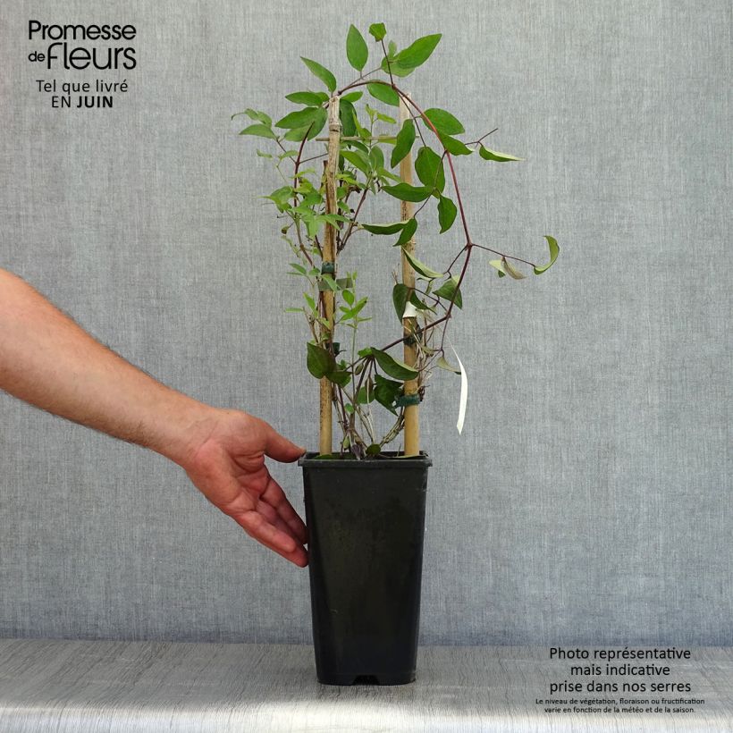 Clematis Saphyra Maceta 2L/3L Ejemplar entregado en la primavera