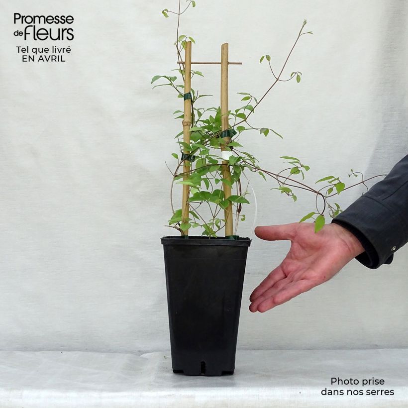 Clematis Sen no Kaze Maceta 2L/3L Ejemplar entregado en la primavera