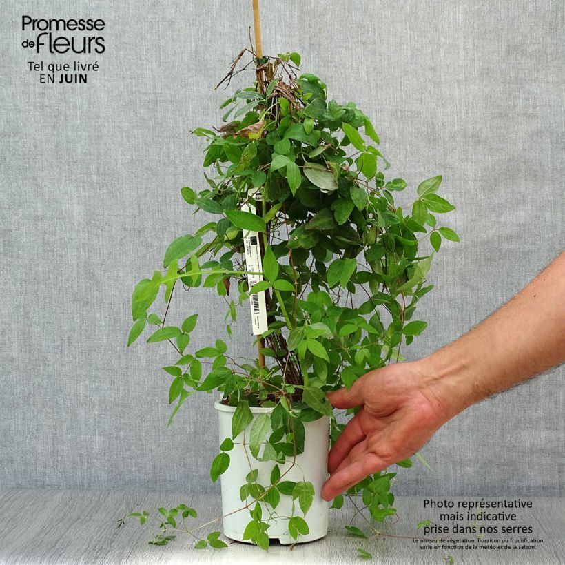Ejemplar de Clematis Sen no Kaze Maceta 2L/3L entregado en verano