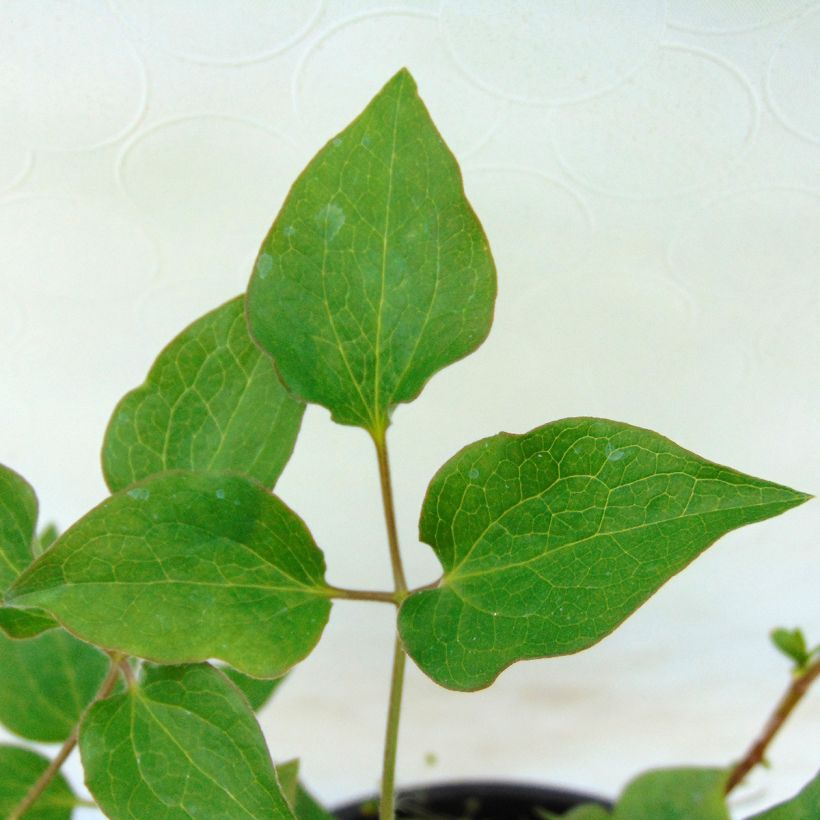 Clematis Shin-Shigyoku (Follaje)