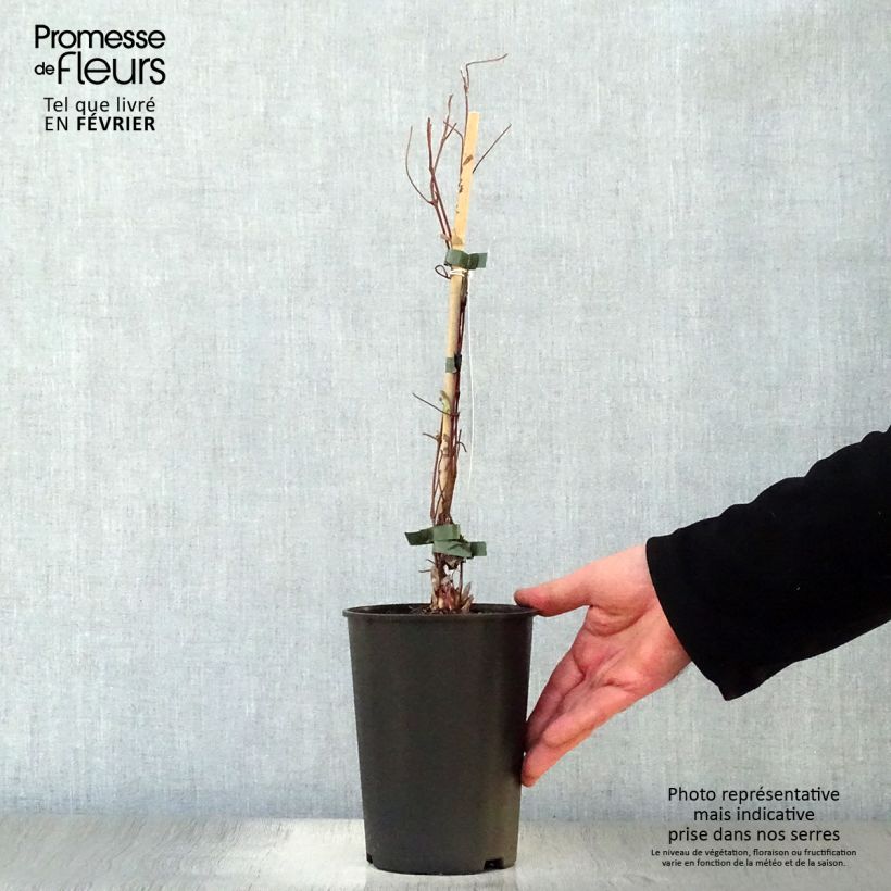 Clematis Shin-Shigyoku Maceta 2L/3L Ejemplar entregado en invierno