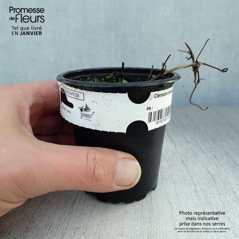 Clematis Snow Queen Maceta de 8/9 cm Ejemplar entregado en invierno
