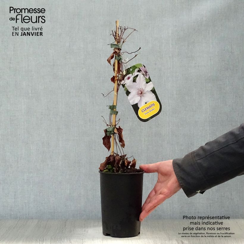 Clematis Snow Queen Maceta 2L/3L Ejemplar entregado en invierno