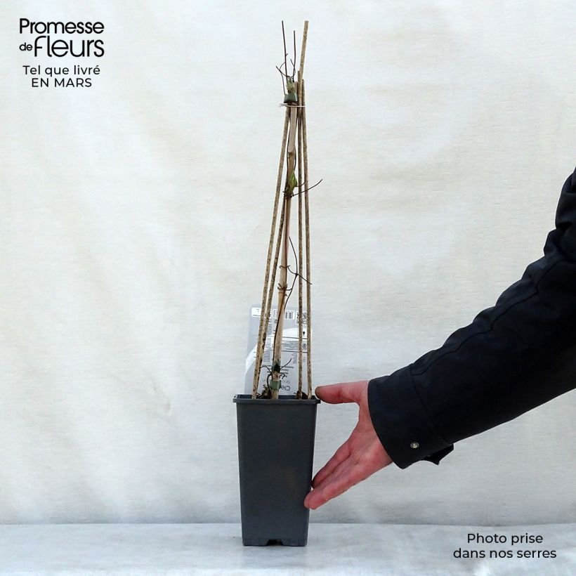 Clematis Snow Queen Maceta 2L/3L Ejemplar entregado en la primavera