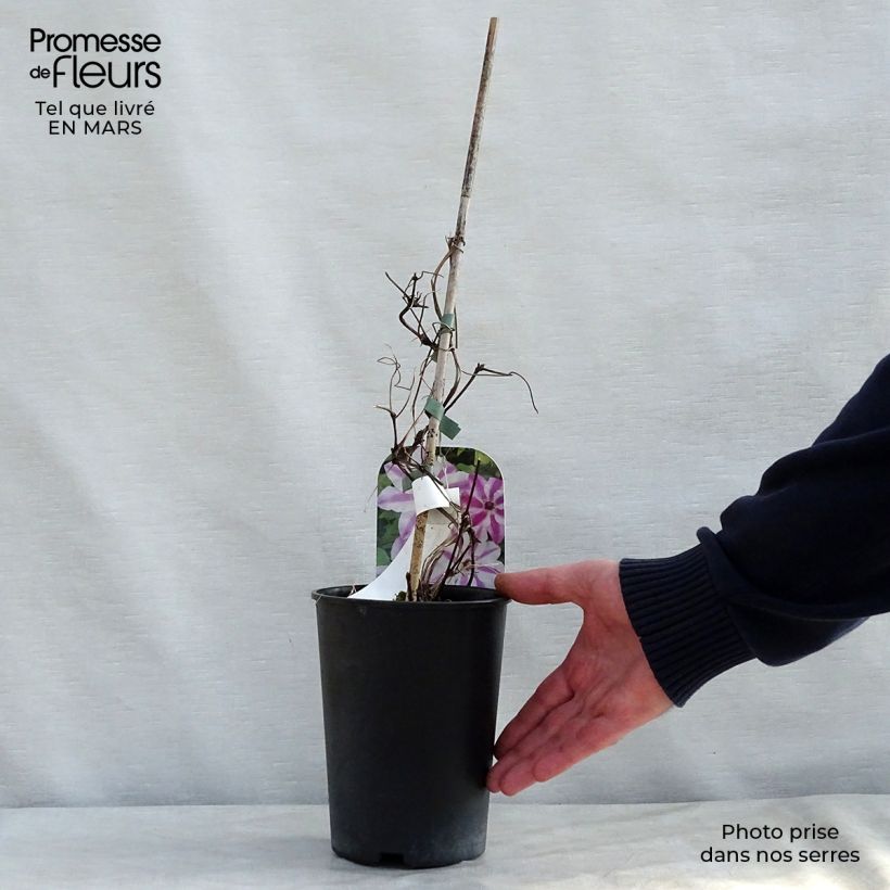 Clematis Souvenir du Capitaine Thuilleaux Maceta 2L/3L Ejemplar entregado en la primavera