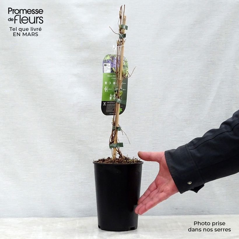 Clematis Spiky Maceta 2L/3L Ejemplar entregado en la primavera