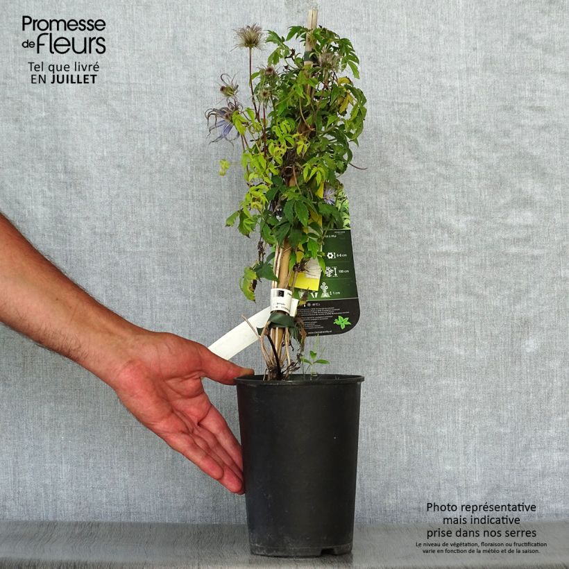 Ejemplar de Clematis Spiky Maceta 2L/3L entregado en verano