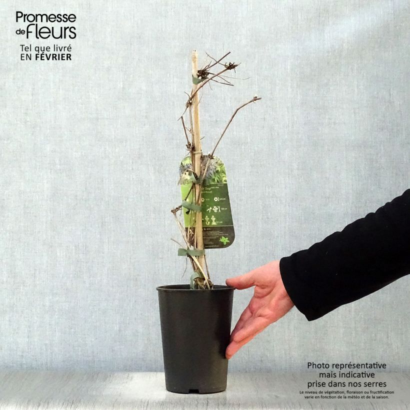 Clematis Spiky Maceta 2L/3L Ejemplar entregado en invierno