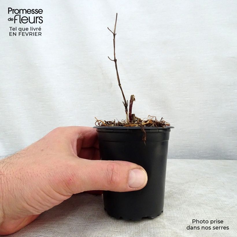 Clematis Star of India Maceta de 8/9 cm Ejemplar entregado en invierno