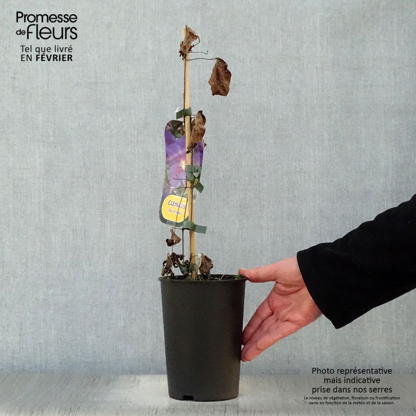 Clematis Star of India Maceta 2L/3L Ejemplar entregado en invierno
