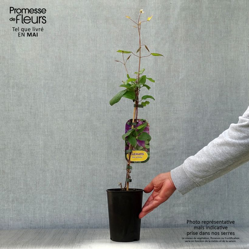 Clematis Star of India Maceta 2L/3L Ejemplar entregado en la primavera
