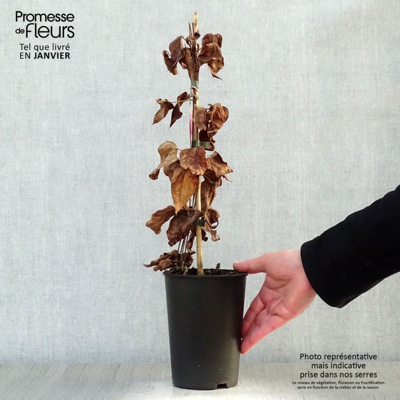 Clematis Star of Pakistan Maceta 2L/3L Ejemplar entregado en invierno