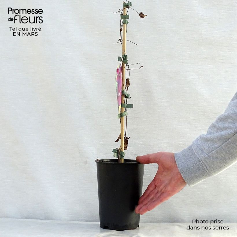 Clematis Star of Pakistan Maceta 2L/3L Ejemplar entregado en la primavera