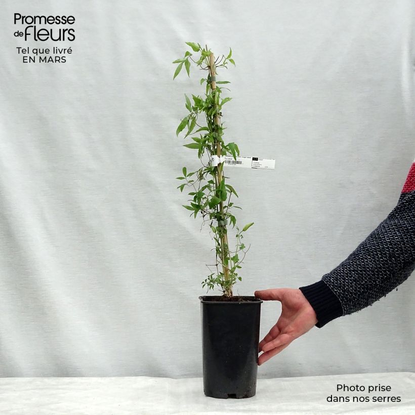 Clematis Sugar Sweet Maceta 2L/3L Ejemplar entregado en invierno