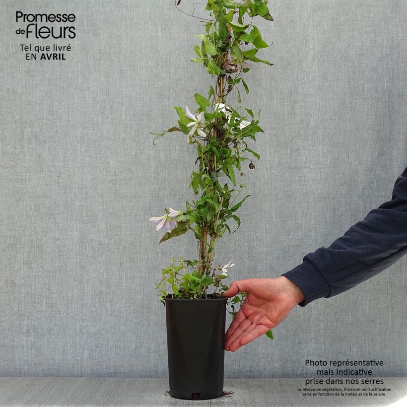 Clematis Sugar Sweet Maceta 2L/3L Ejemplar entregado en la primavera