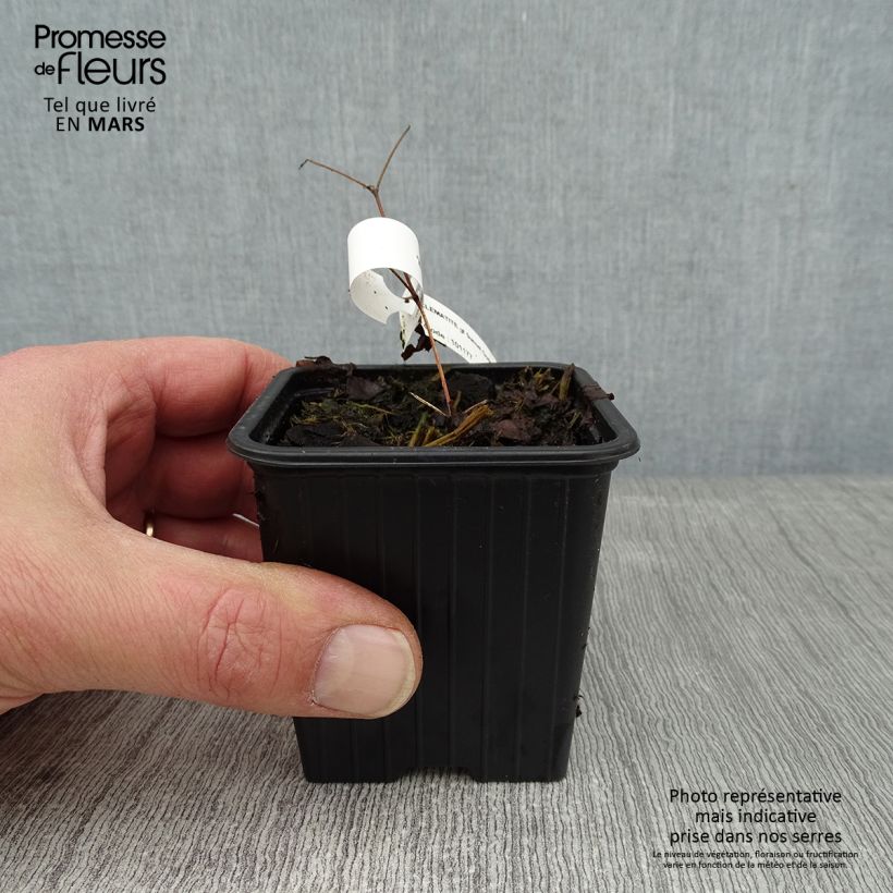 Clematis Sunset Maceta de 8/9 cm Ejemplar entregado en invierno