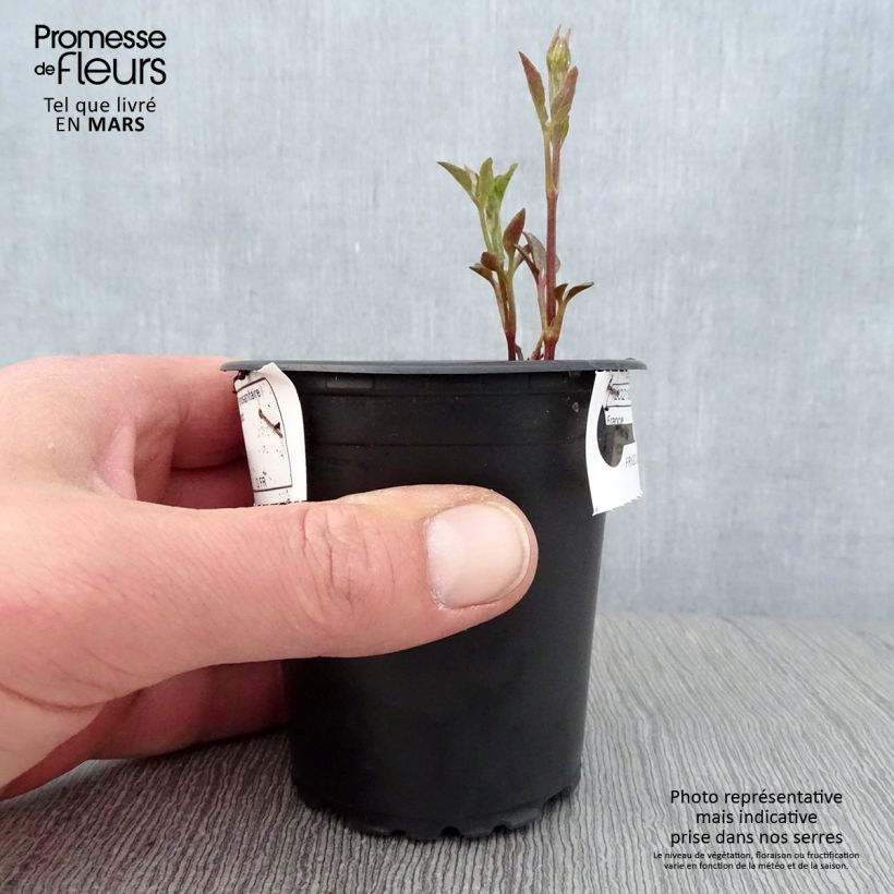 Clematis Sunset Maceta de 8/9 cm Ejemplar entregado en la primavera