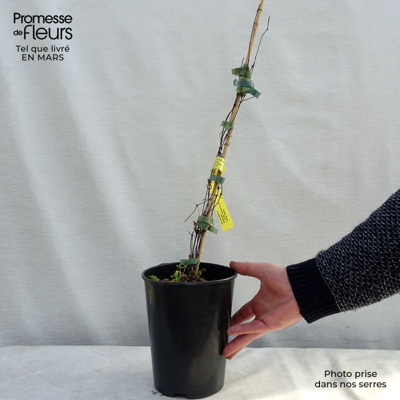 Clematis Sunset Maceta 2L/3L Ejemplar entregado en la primavera