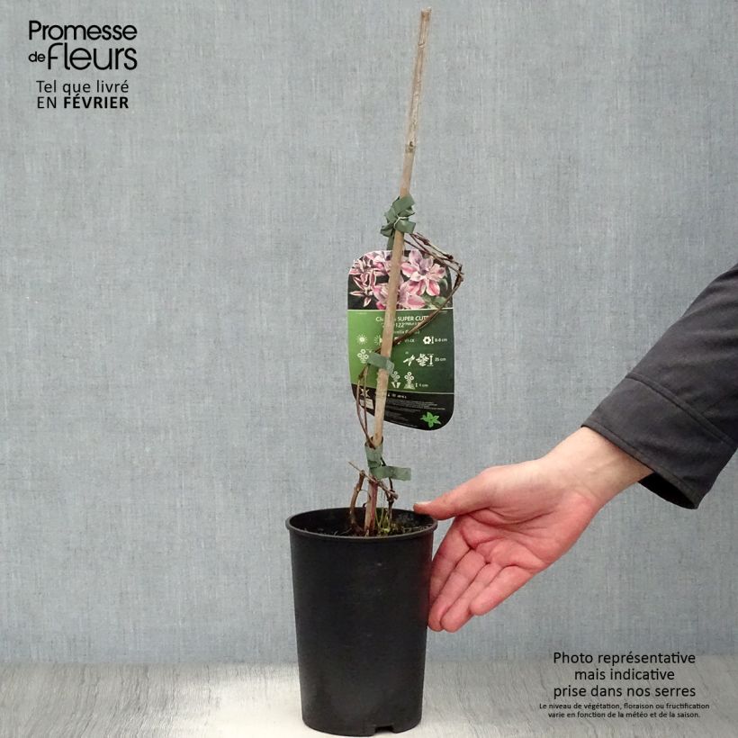 Clematis Super Cute Maceta 2L/3L Ejemplar entregado en invierno