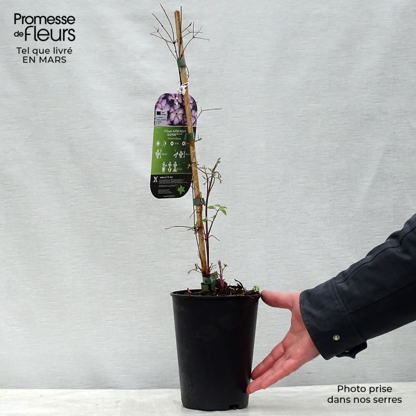 Clematis viticella Super Nova Maceta 2L/3L Ejemplar entregado en la primavera