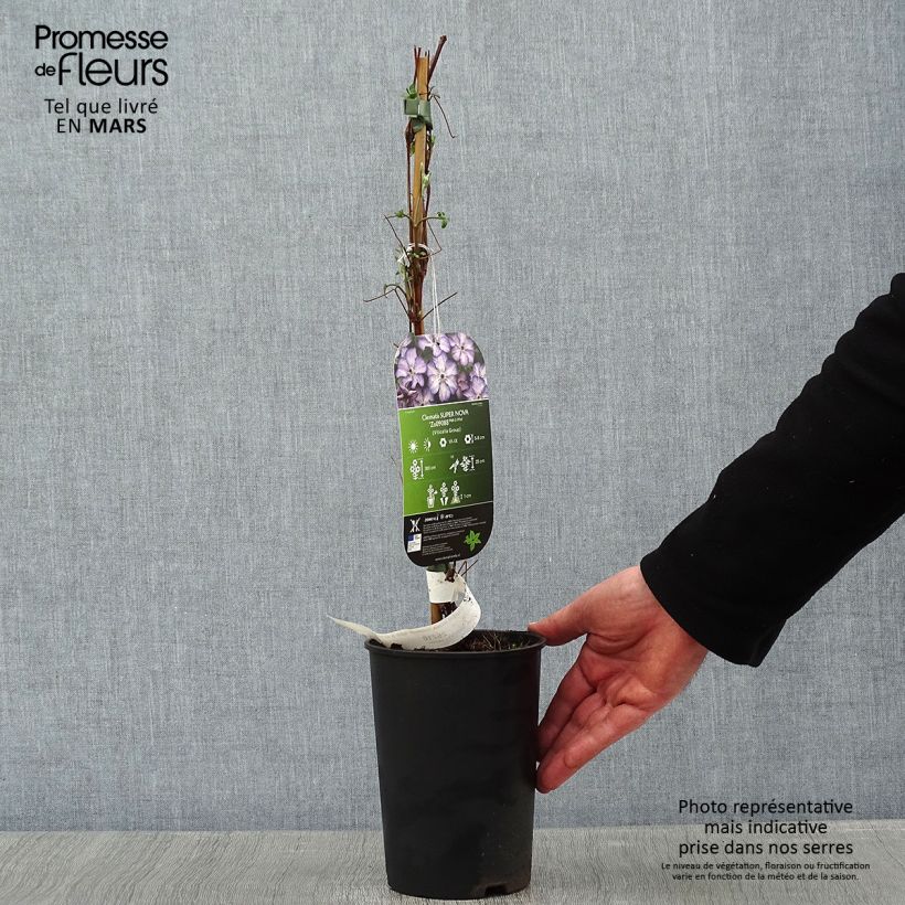 Clematis viticella Super Nova Maceta 2L/3L Ejemplar entregado en invierno