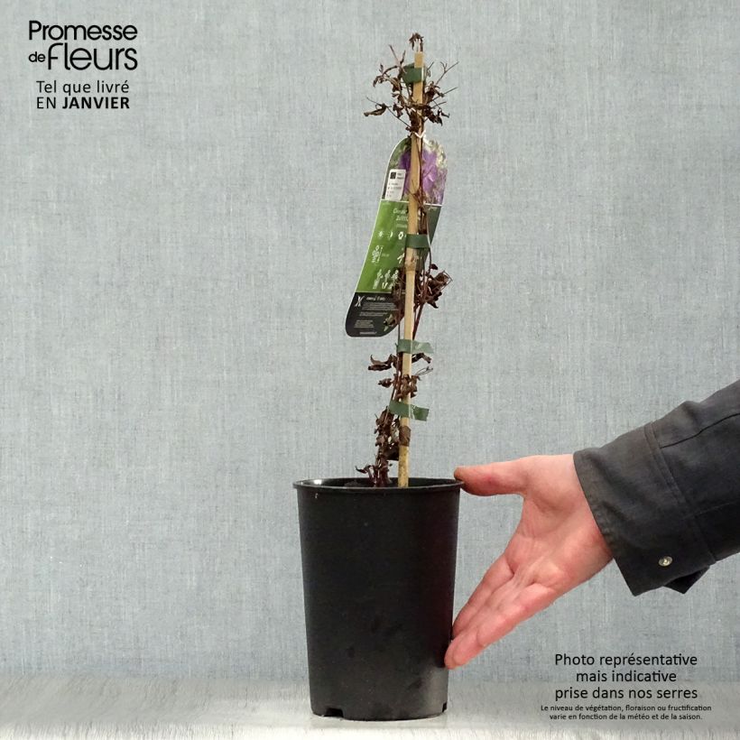 Clematis Supernight Maceta 2L/3L Ejemplar entregado en invierno