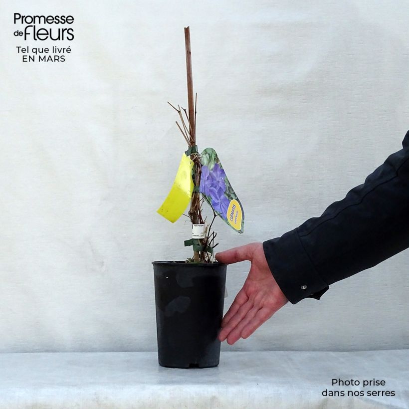 Clematis Supernight Maceta 2L/3L Ejemplar entregado en la primavera