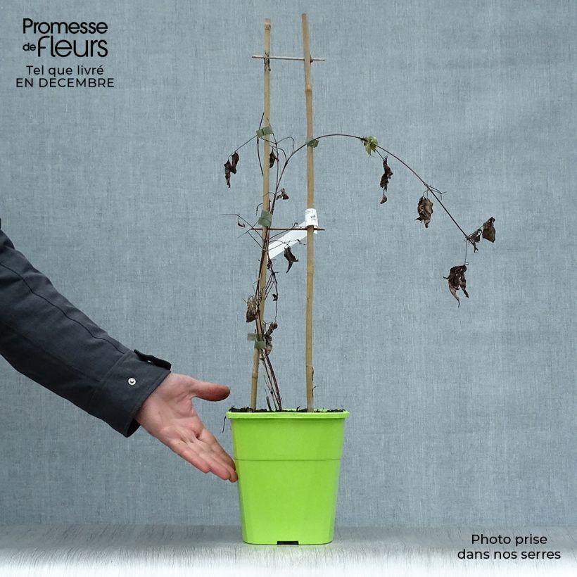 Clematis Taiga Maceta 3L/4L Ejemplar entregado en invierno