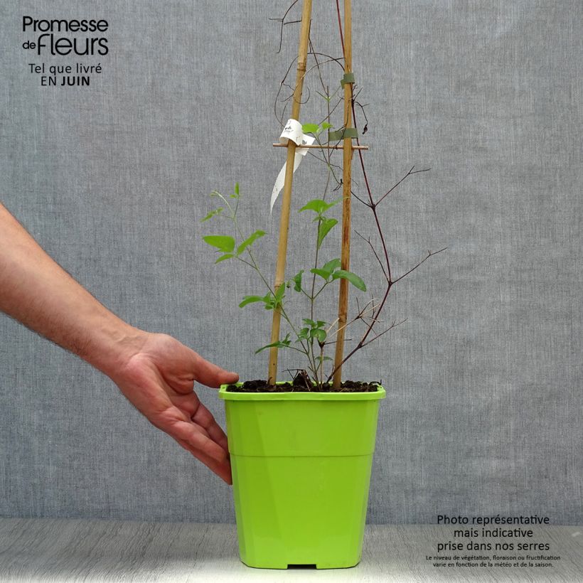 Ejemplar de Clematis Taiga Maceta 3L/4L entregado en verano