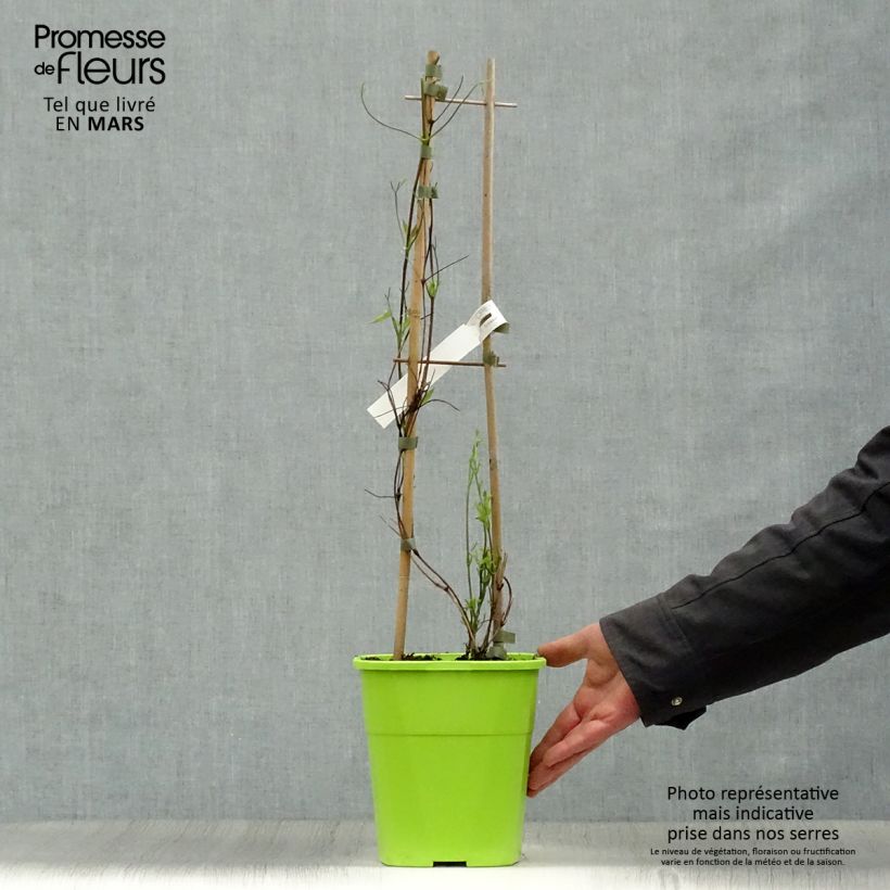 Clematis Taiga Maceta 3L/4L Ejemplar entregado en la primavera