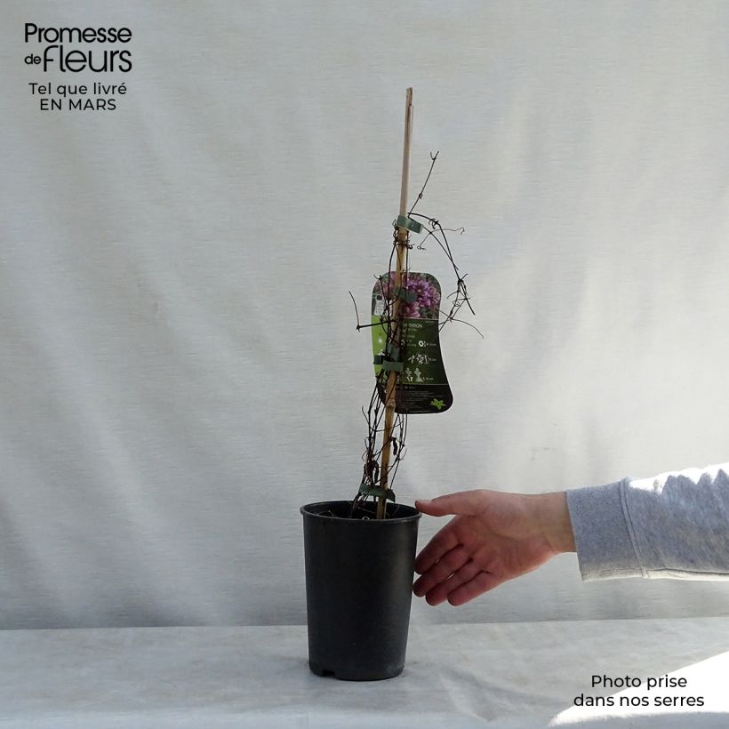 Clematis Temptation Maceta 2L/3L Ejemplar entregado en la primavera