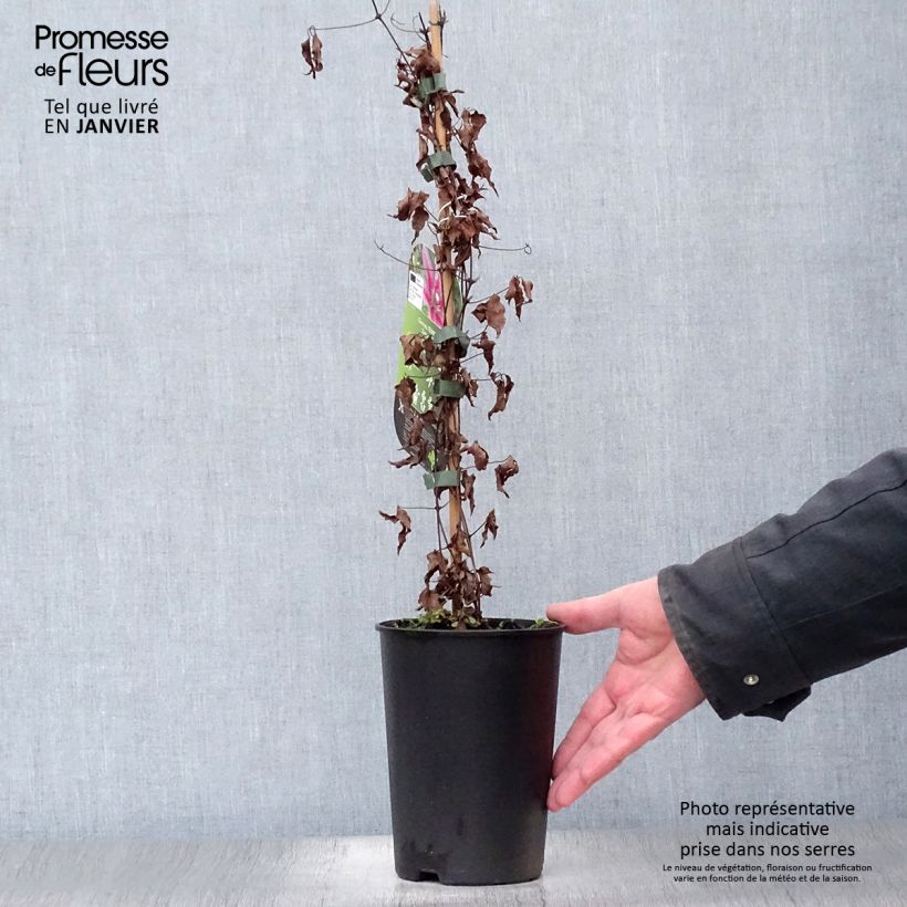 Clematis Temptation Maceta 2L/3L Ejemplar entregado en invierno