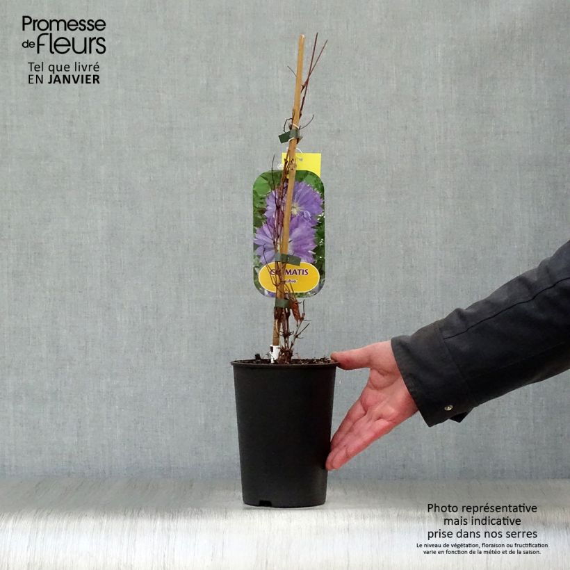 Clematis Teshio Maceta 2L/3L Ejemplar entregado en invierno