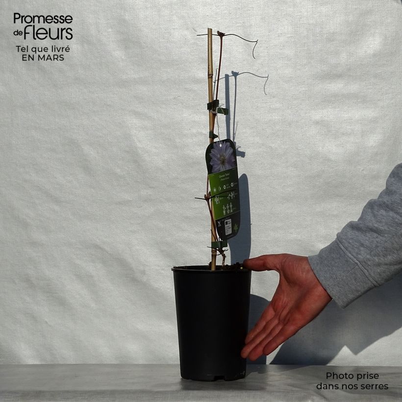 Clematis Teshio Maceta 2L/3L Ejemplar entregado en la primavera