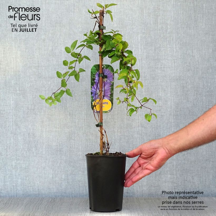 Ejemplar de Clematis Teshio Maceta 2L/3L entregado en verano