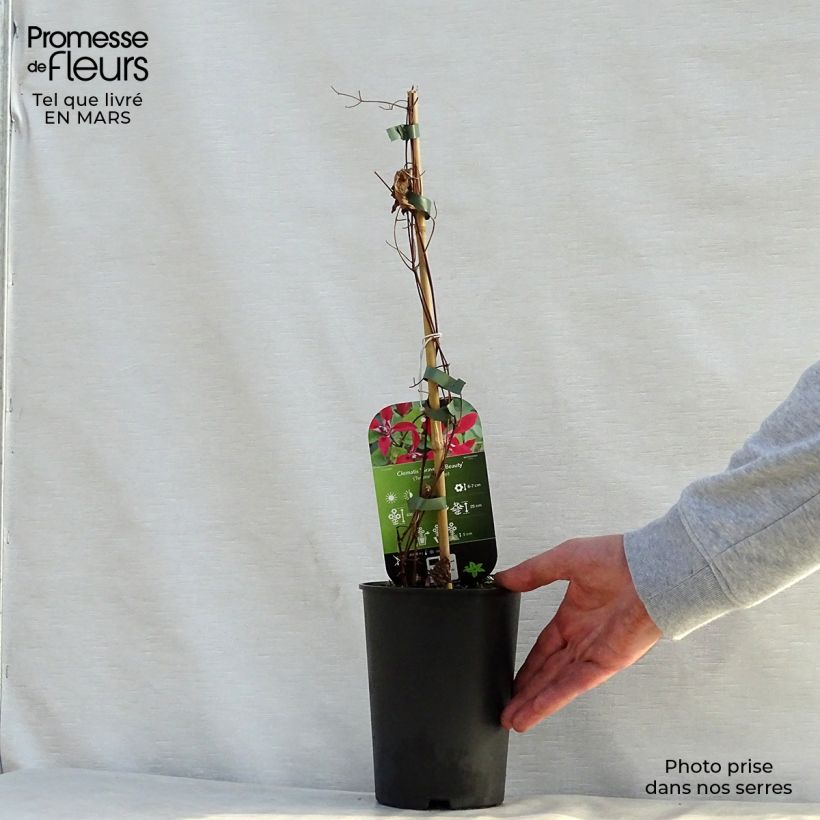 Clematis texensis Gravetye Beauty - Flor de cuero escarlata Maceta 2L/3L Ejemplar entregado en la primavera