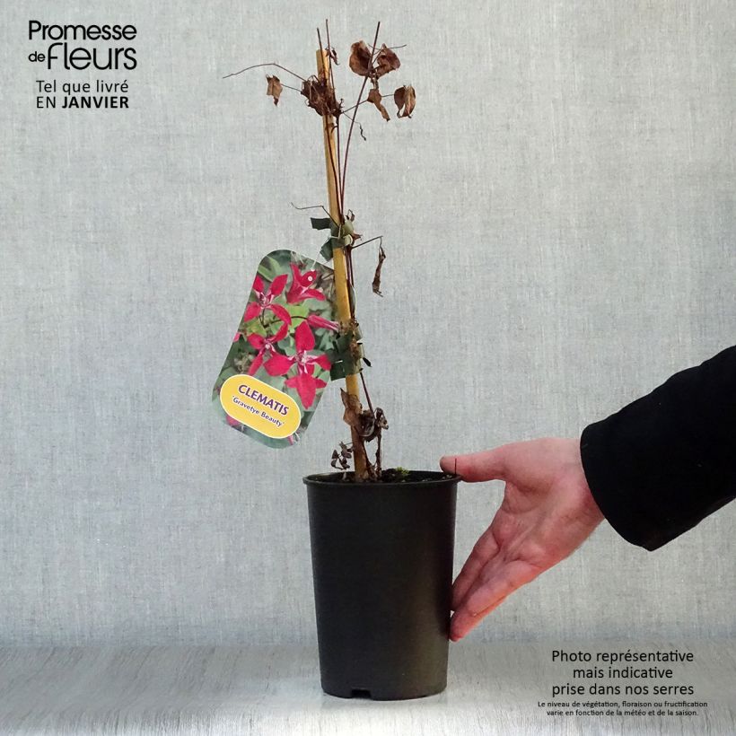 Clematis texensis Gravetye Beauty - Flor de cuero escarlata Maceta 2L/3L Ejemplar entregado en invierno