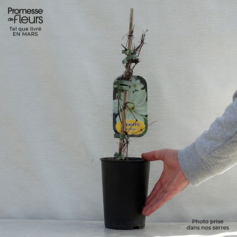 Clematis The Bride Maceta 2L/3L Ejemplar entregado en la primavera