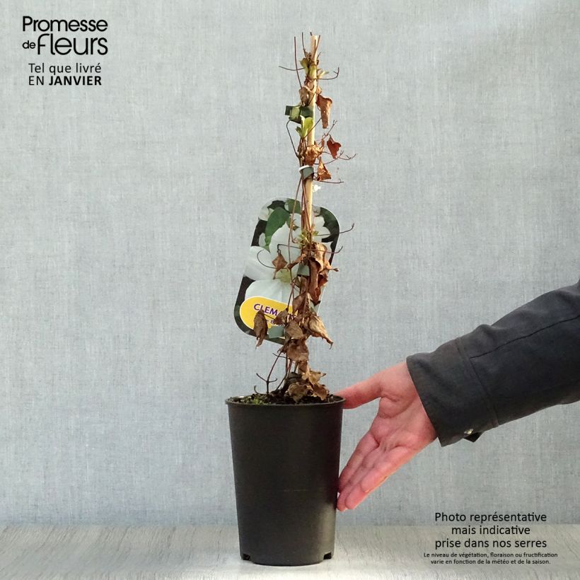 Clematis The Bride Maceta 2L/3L Ejemplar entregado en invierno