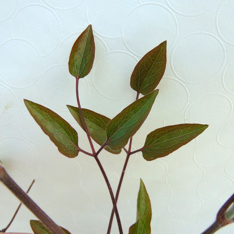 Clematis The President (Follaje)