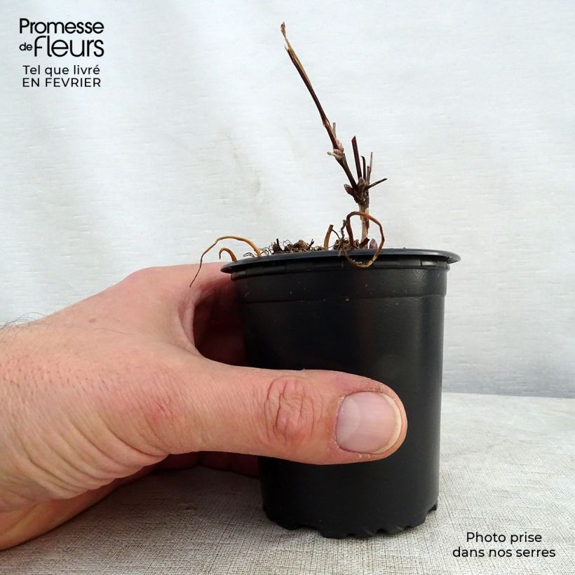 Clematis The President Maceta de 8/9 cm Ejemplar entregado en invierno
