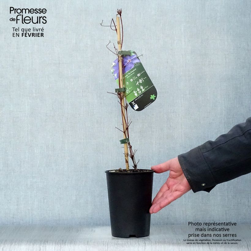 Clematis The President Maceta 2L/3L Ejemplar entregado en invierno