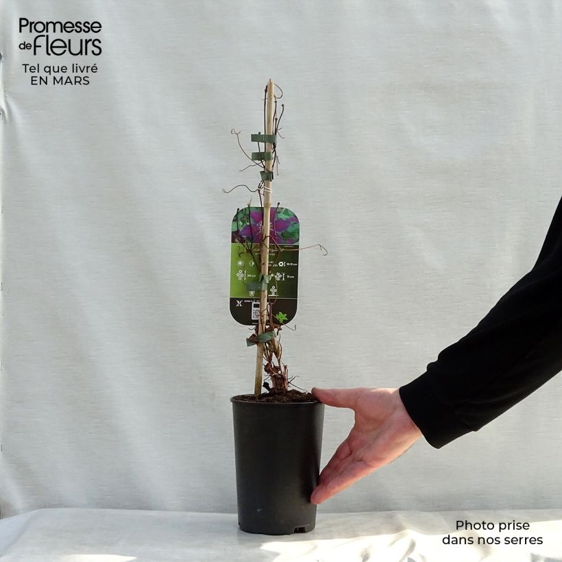 Clematis The Vagabond Maceta 2L/3L Ejemplar entregado en la primavera