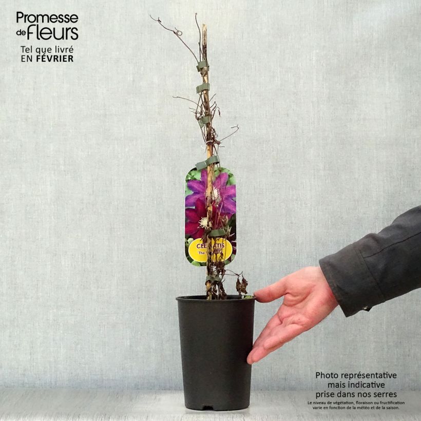 Clematis The Vagabond Maceta 2L/3L Ejemplar entregado en invierno