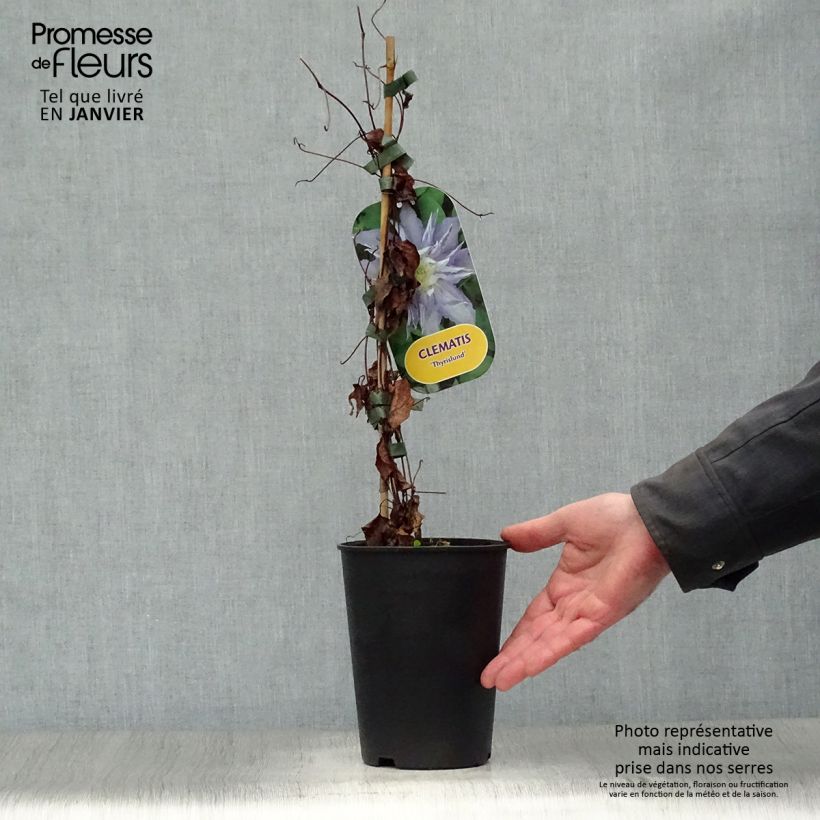 Clematis Thyrislund Maceta 1,5L/2L Ejemplar entregado en invierno