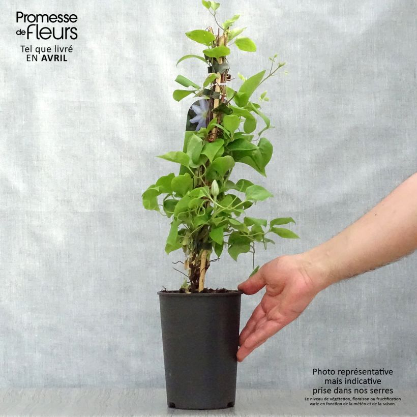 Clematis Thyrislund Maceta 1,5L/2L Ejemplar entregado en la primavera