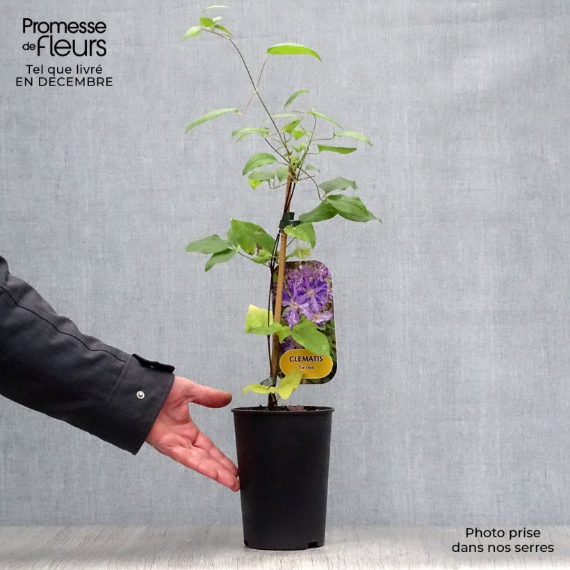 Clematis jackmanii Tie Dye Maceta 2L/3L Ejemplar entregado en invierno