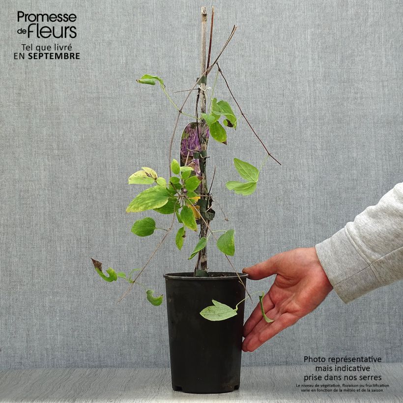 Ejemplar de Clematis jackmanii Tie Dye Maceta 2L/3L entregado en otoño